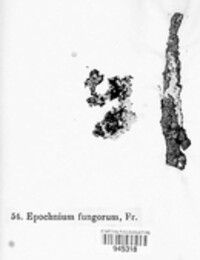 Anomalemma epochnii image